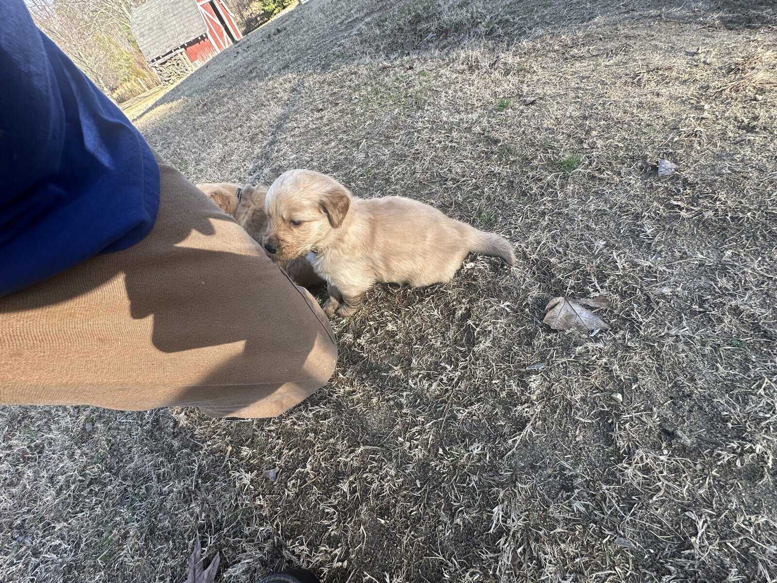 AKC Golden Retriever pups image 11