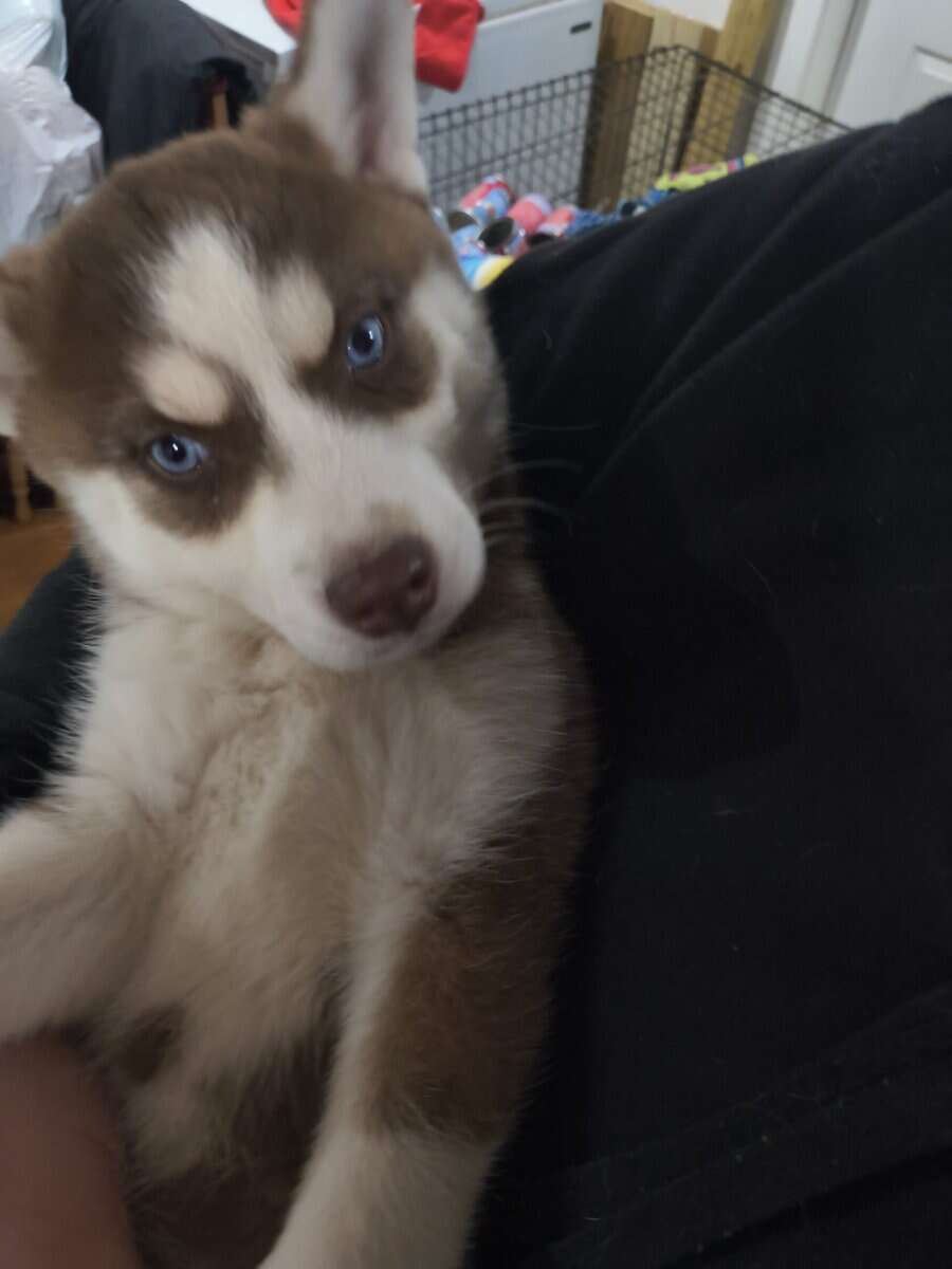 Husky Puppies image 3