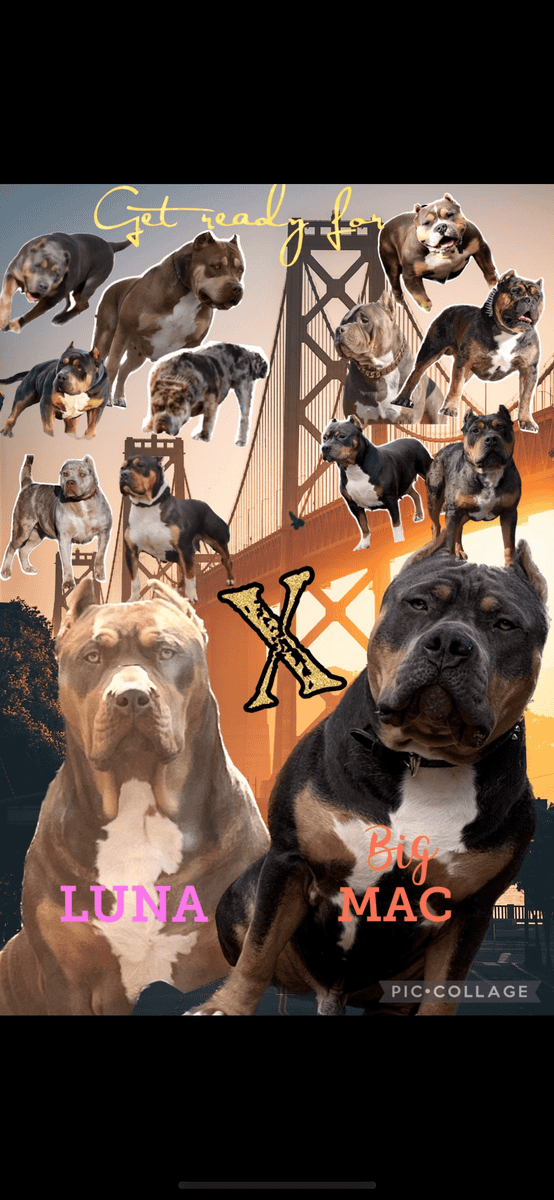 Rehoming xl American bully’s 7 weeks old image 9