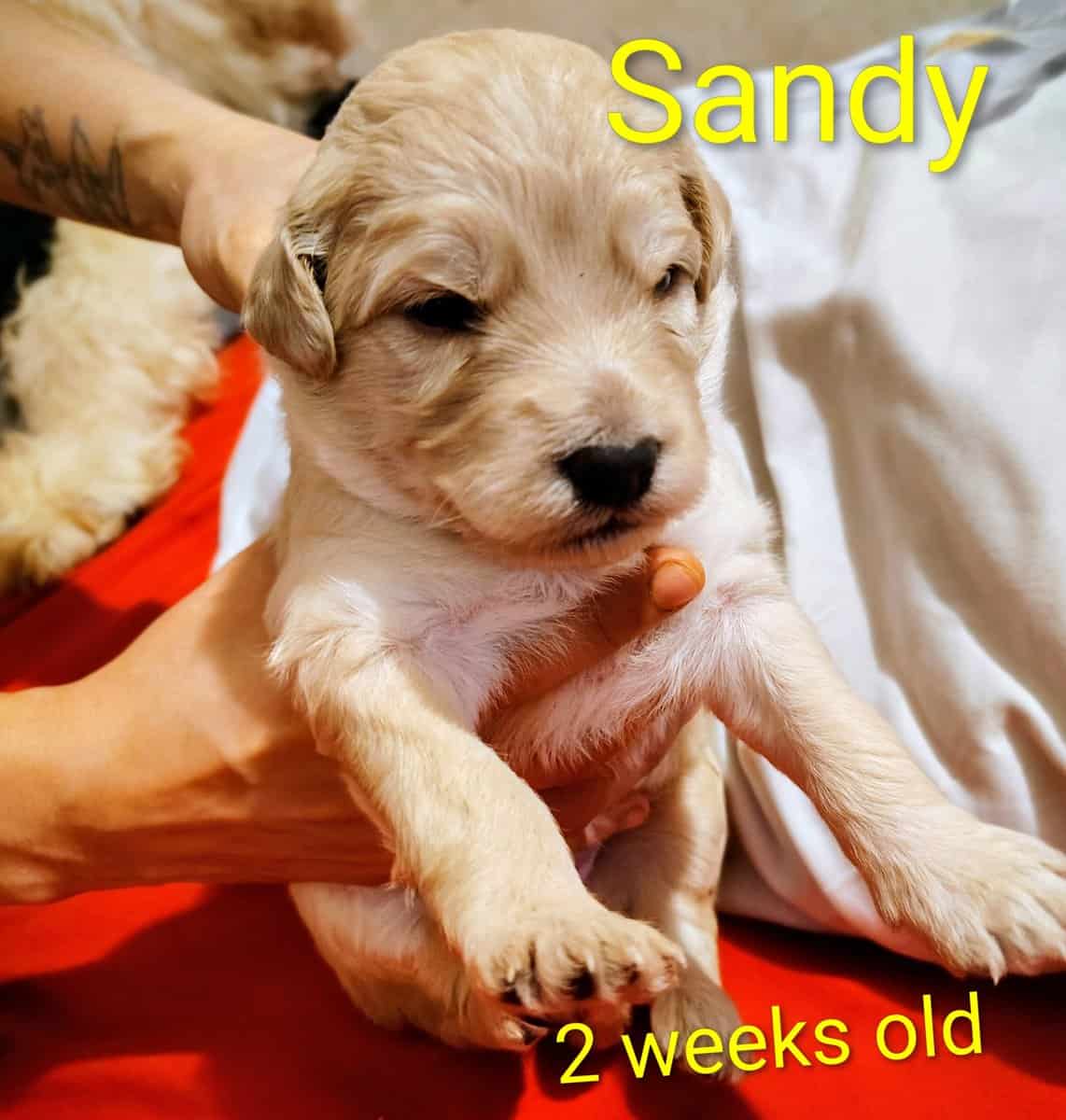 Puppies for sale image 6