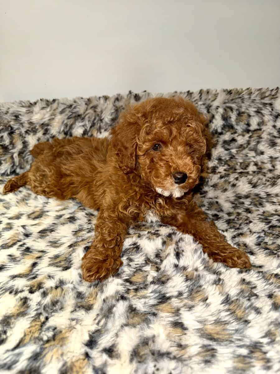 MINI POODLE PUPPY image 4