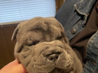 Miniature Shar Peis