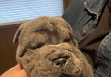 Miniature Shar Peis