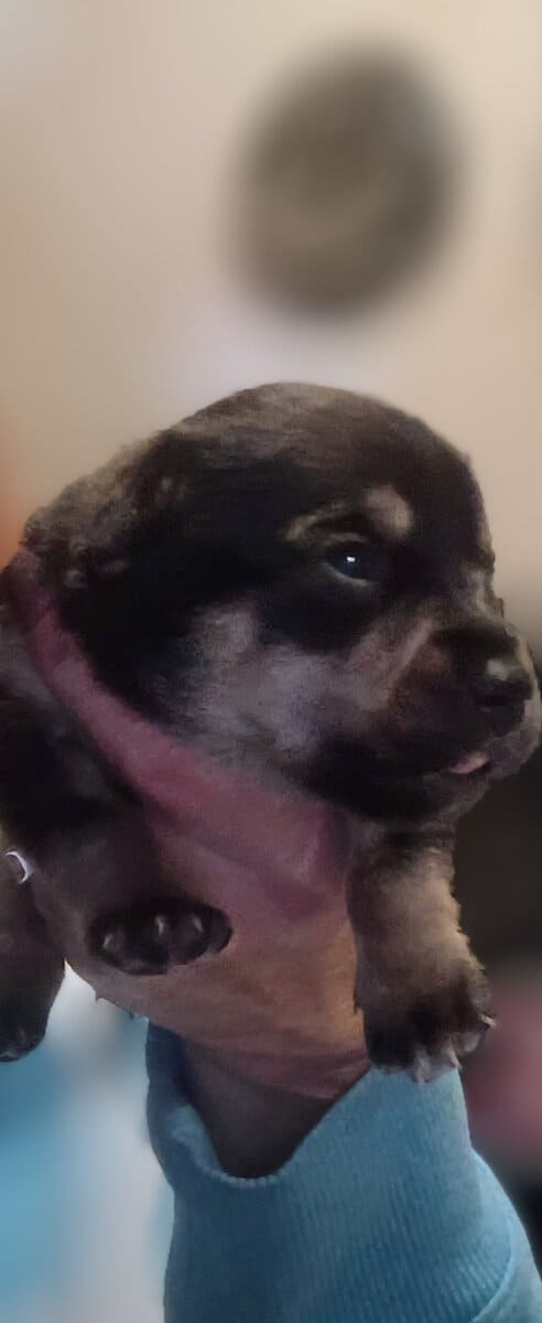 CHIWIENNIE PUPPIES READY FOR A GOOD HOME image 1