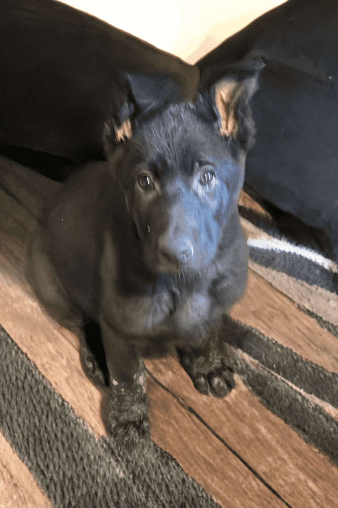 AKC German Shepherd Puppies image 2