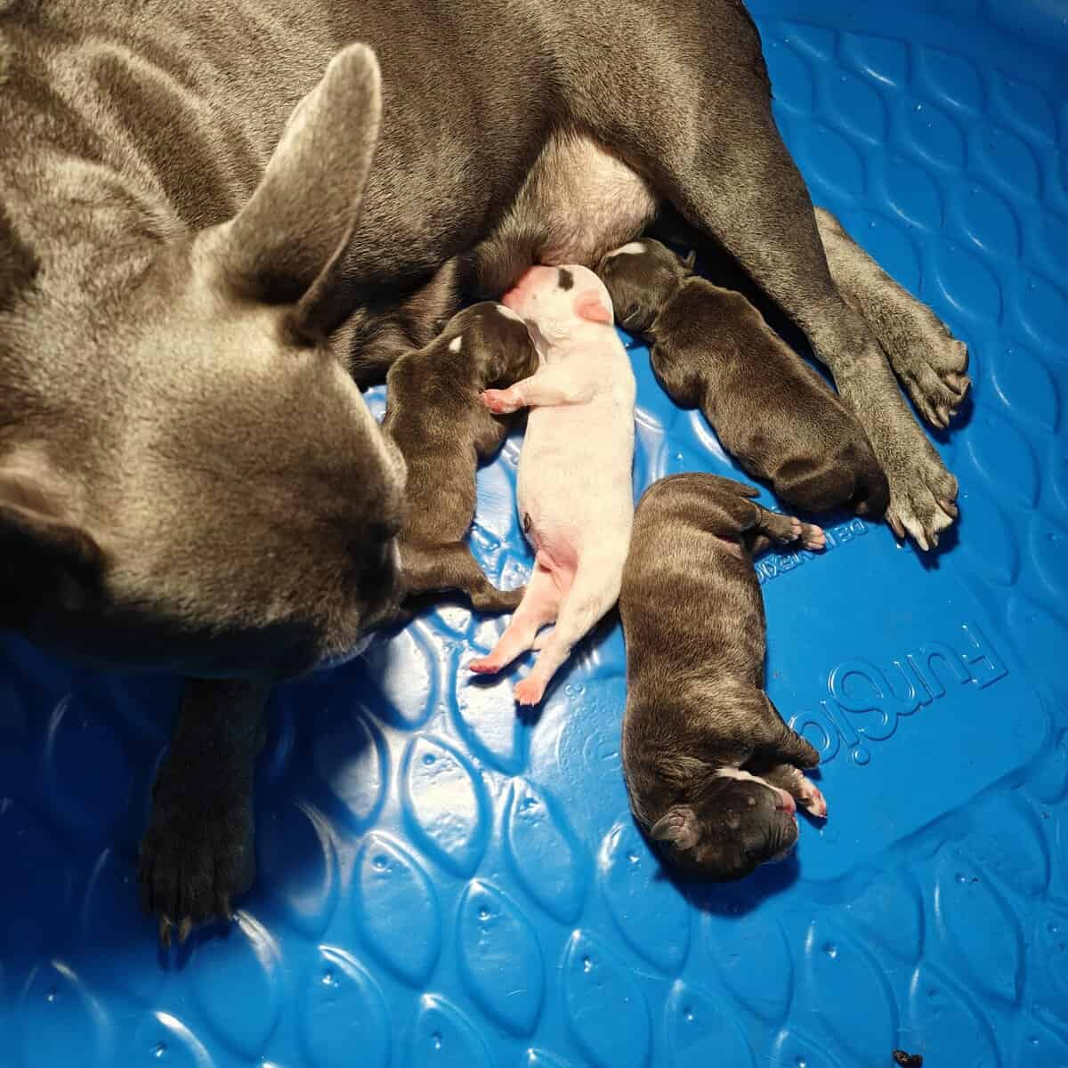 Levitt bulldogge / French bulldog hybrids image 15