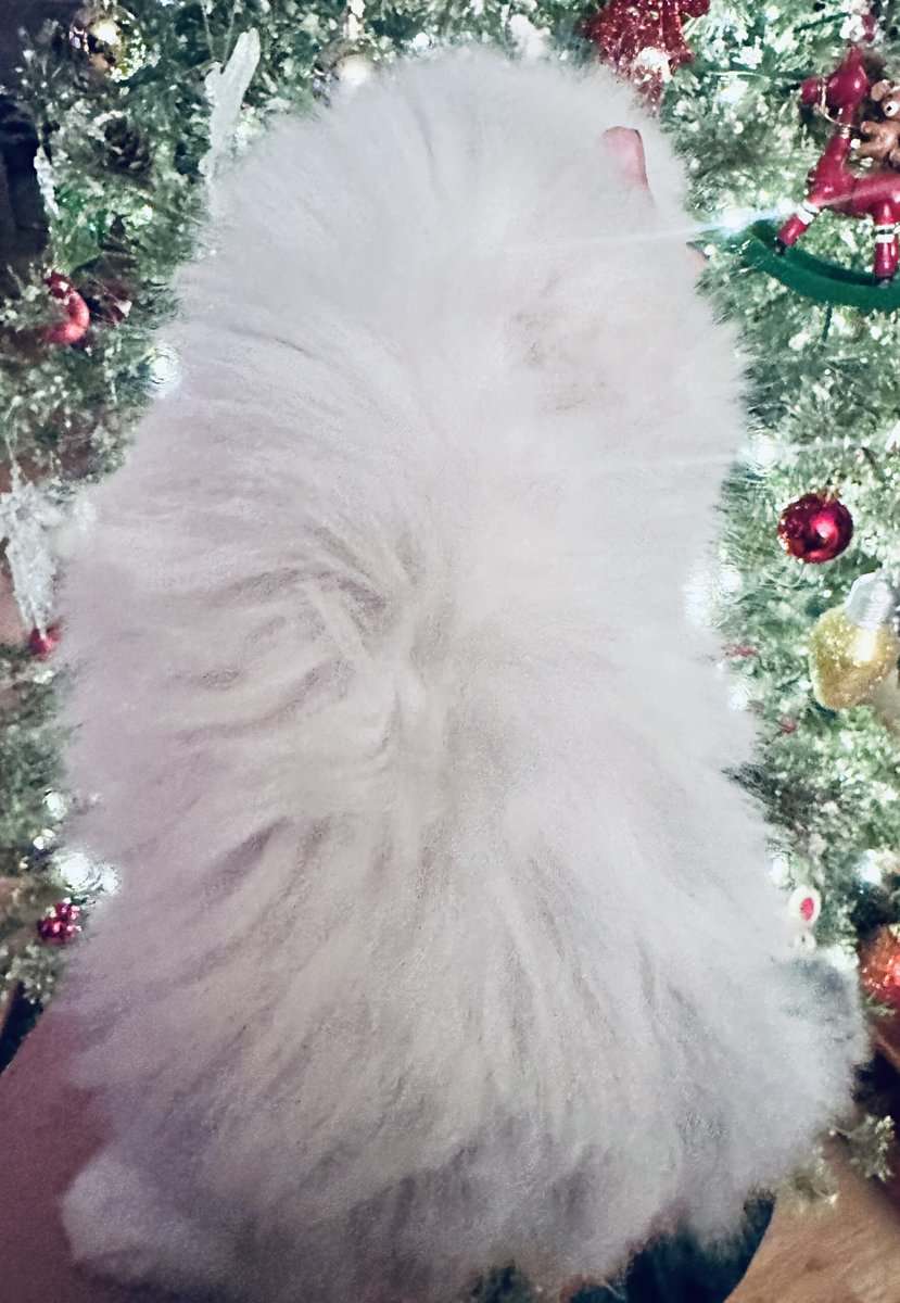Sweet Ragdoll Boy image 2