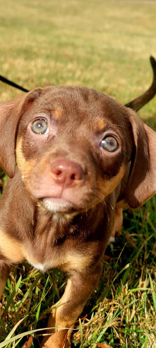 Italian Greyhound/Chihuahua Mix Puppies image 5