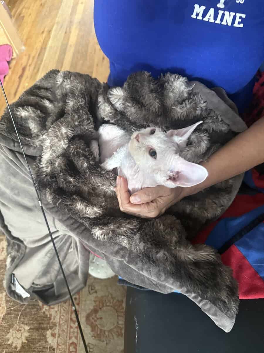 Devon Rex image 4