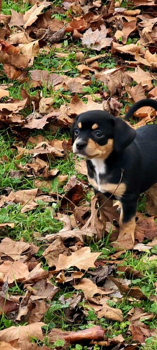 Italian Greyhound/Chihuahua Mix Puppies image 4