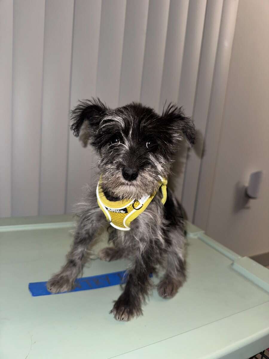 Miniature schnauzer rehoming image 3