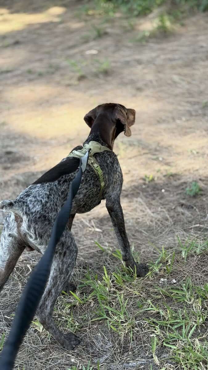 Male German Shorthaired Pointer puppy image 5