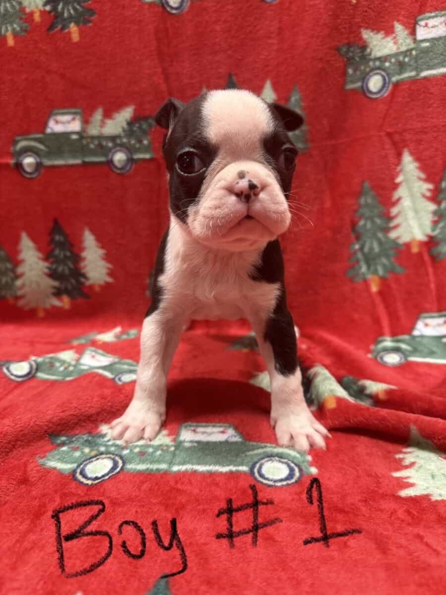 5 pups ready for home ckc reg image 1