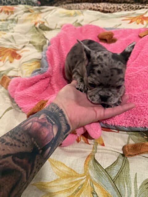 FRENCHIES FULL AKC image 3