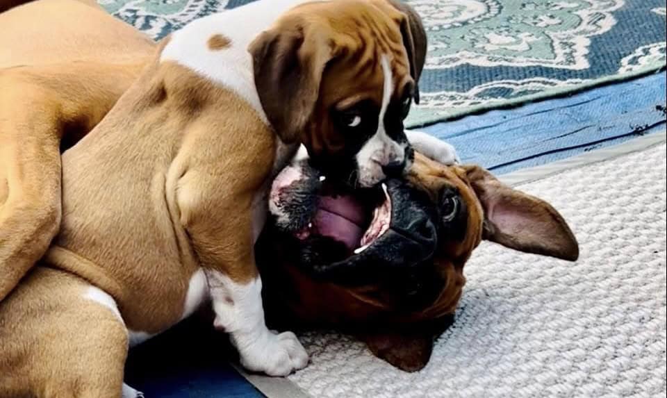 AKC boxer puppies raised in the home parents healt image 5