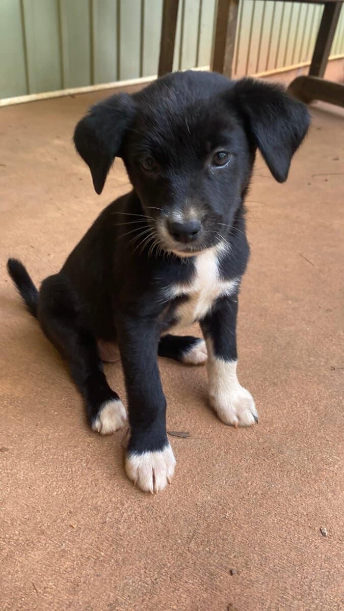 Puppies image 2