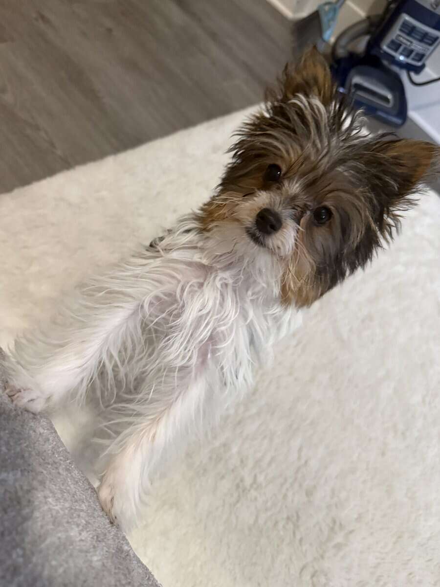 Biewer Yorkie image 3