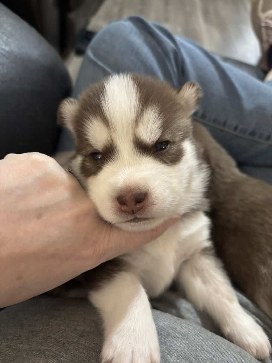 Alusky Puppies image 10