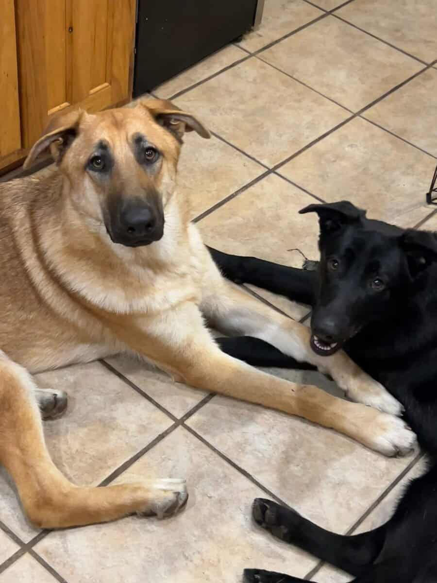 Two 11-Month-Old German Shepherds – Fully Vaccinat image 2