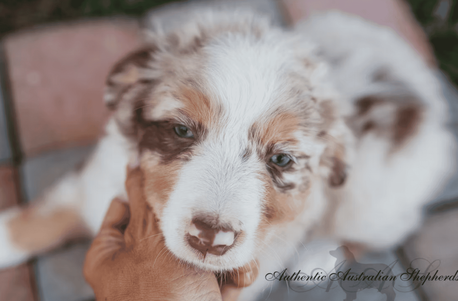 Pure Bred Australian Shepherd Puppies Due SOON! image 4