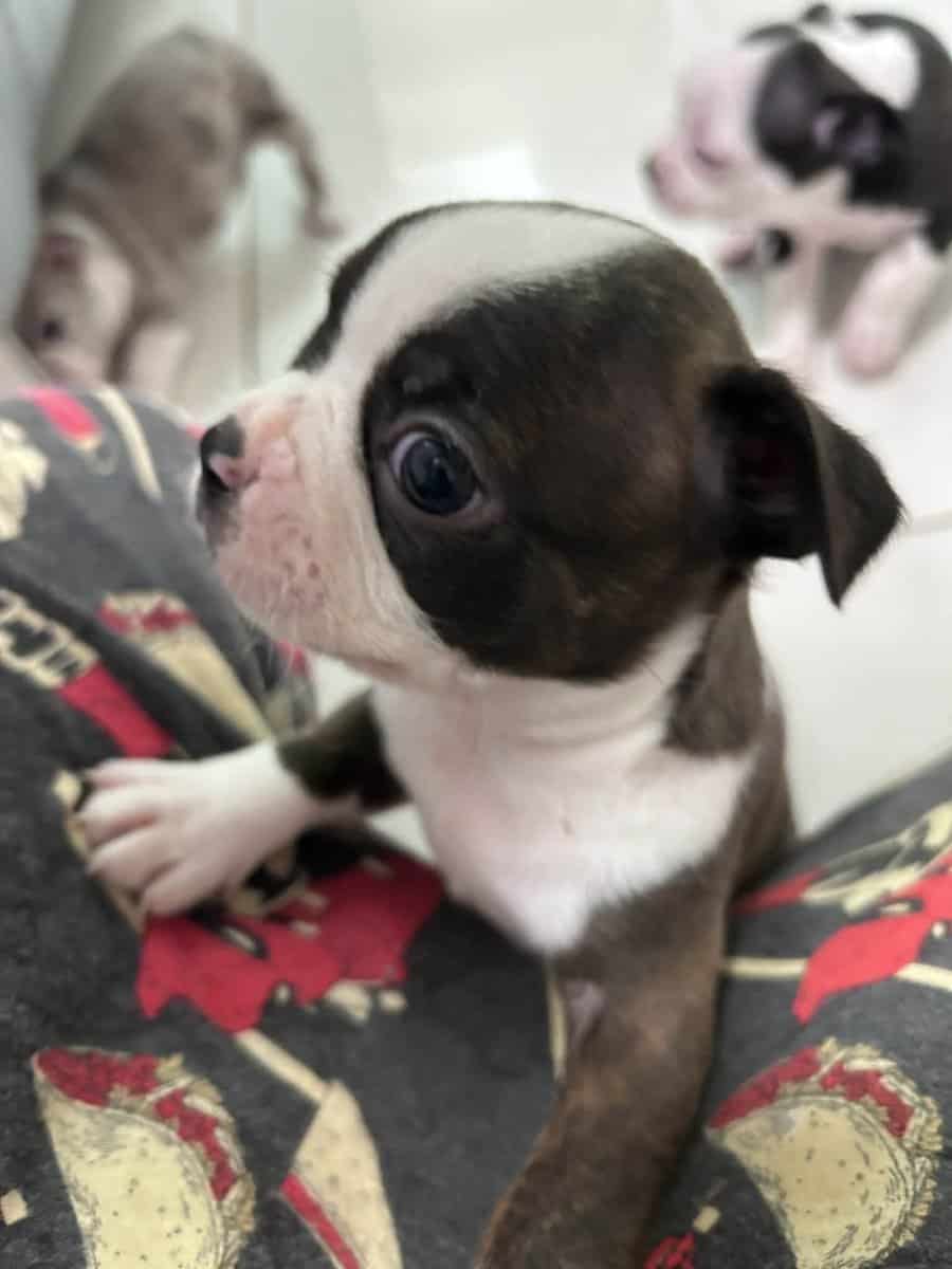 frenchton pups image 3