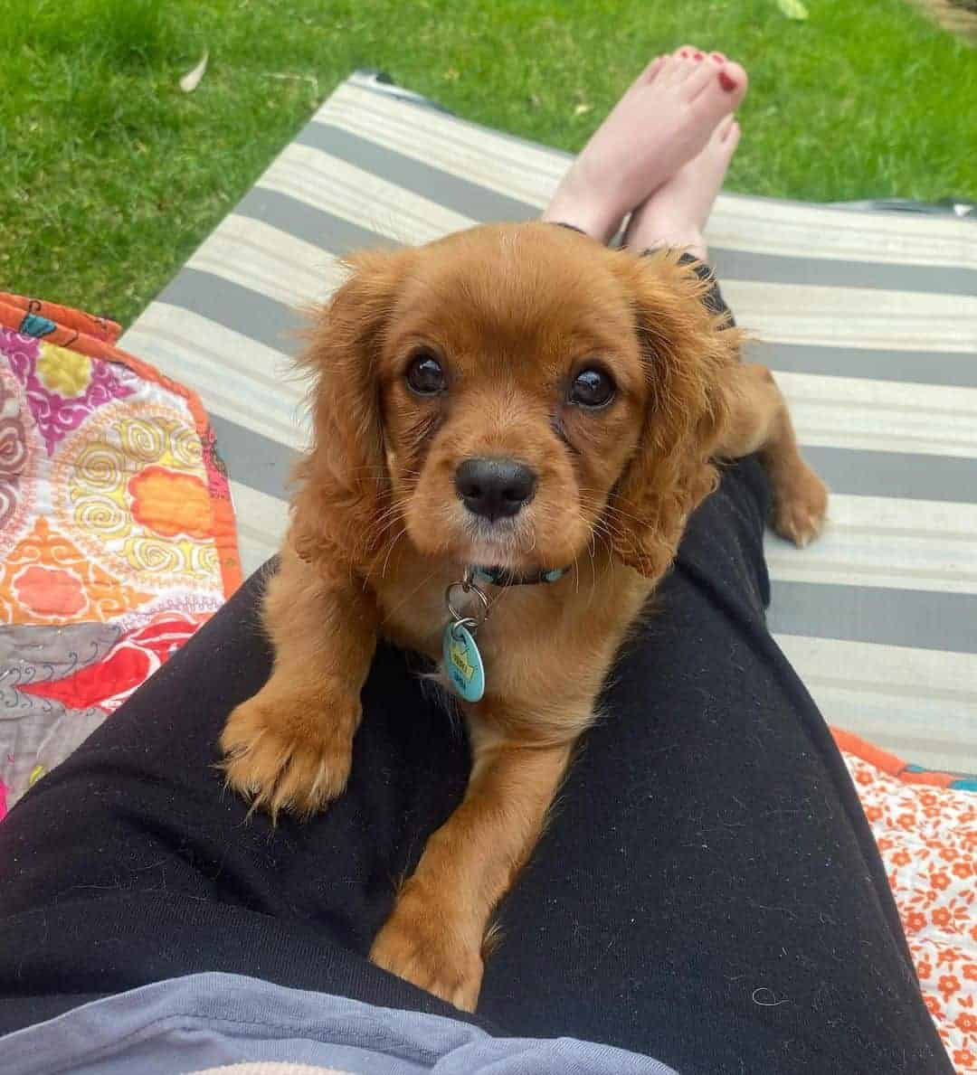 AKC Cavalier King Charles Spaniel Puppies Availabl image 7