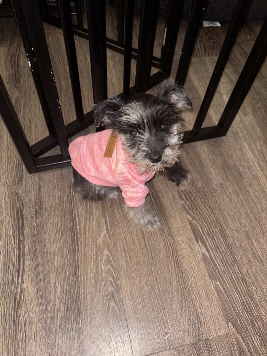 Miniature schnauzer rehoming image 1