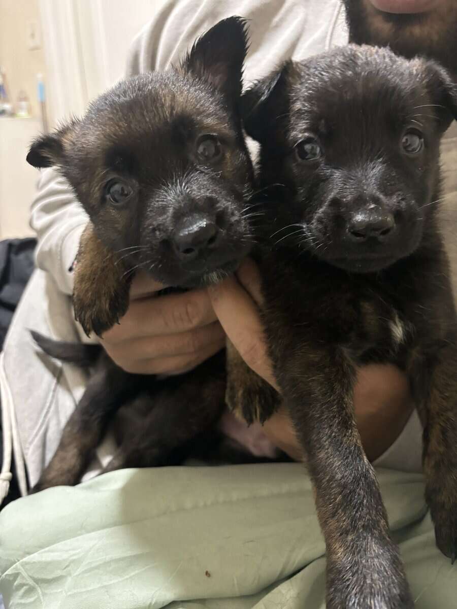 Belgian Malinois pups 8 weeks old image 4