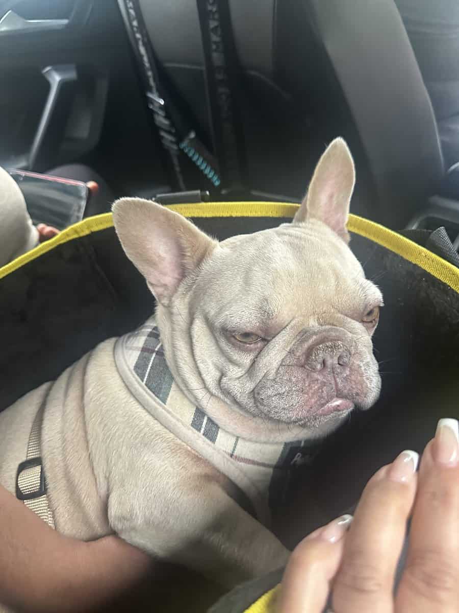 French Bulldog image 1