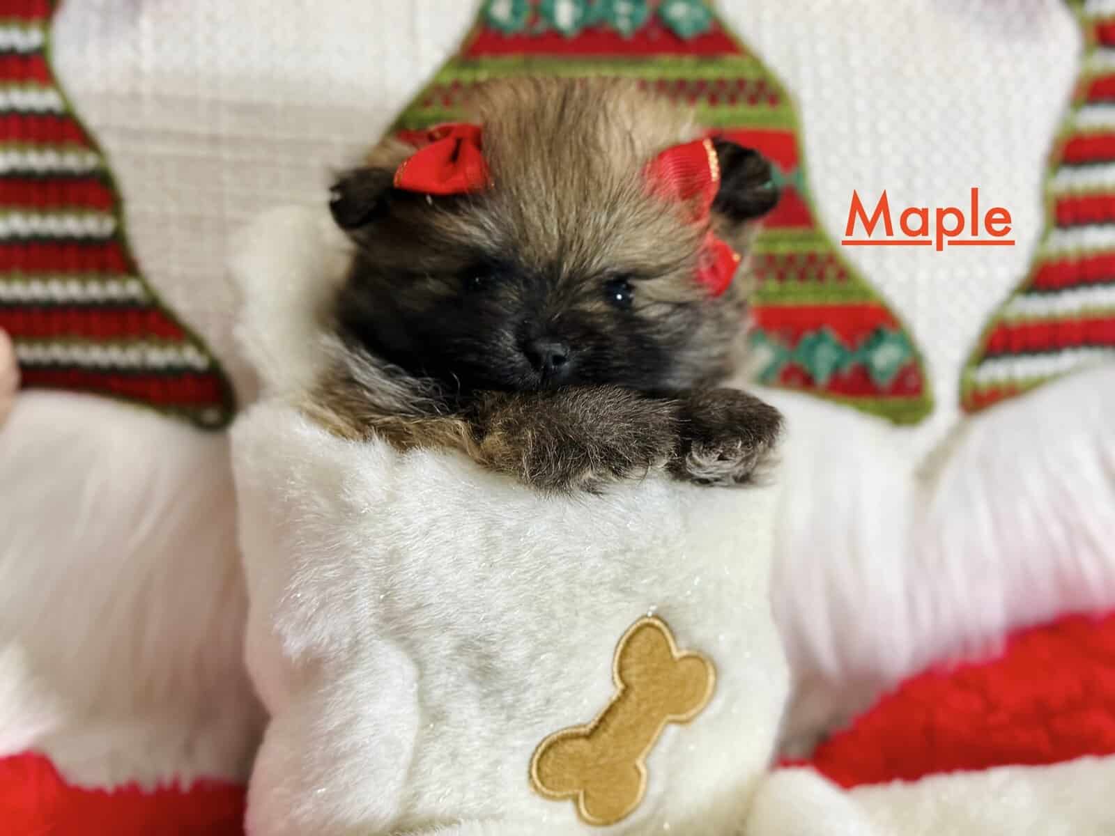 Adorable Pomeranian Puppies image 16