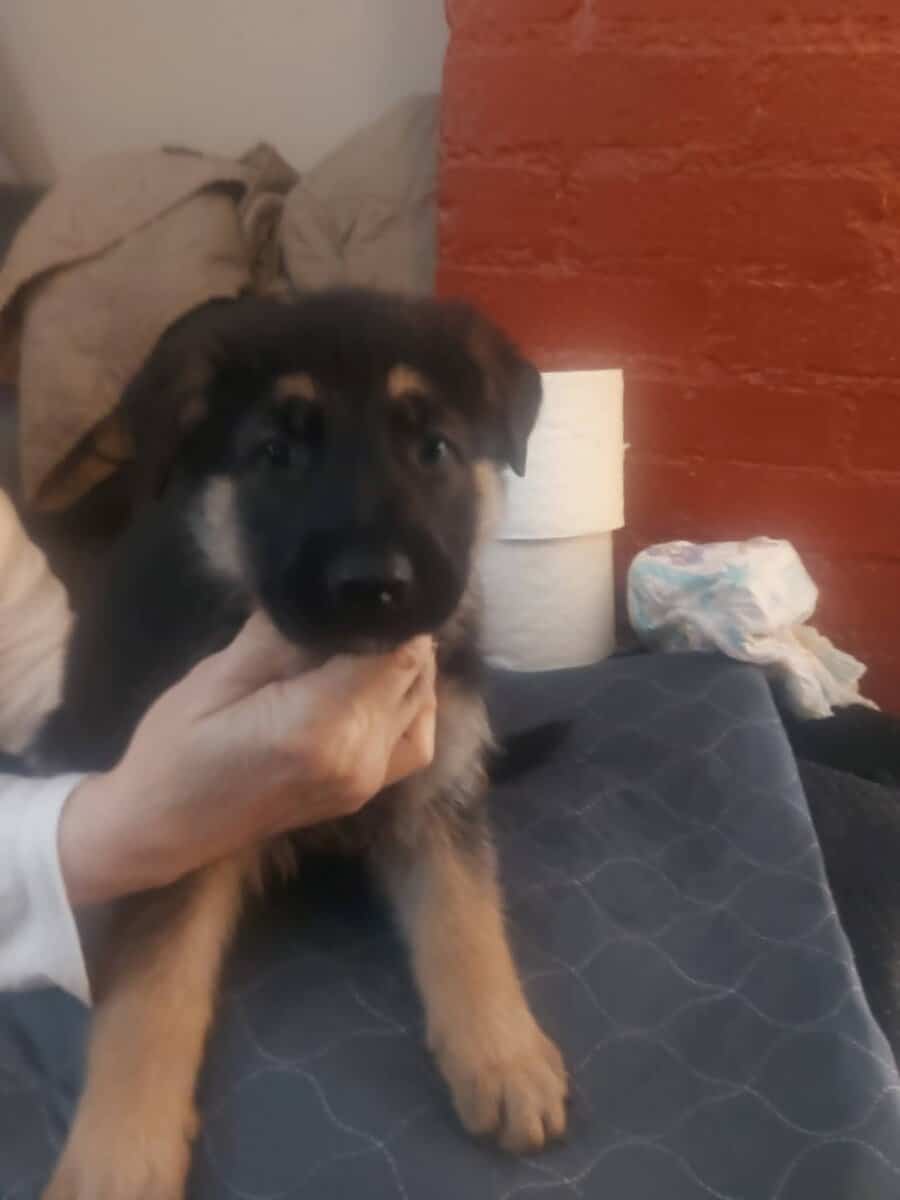 Akc German shepherds image 7