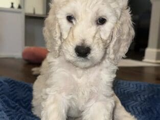 8 wk old Christmas Doodles!!