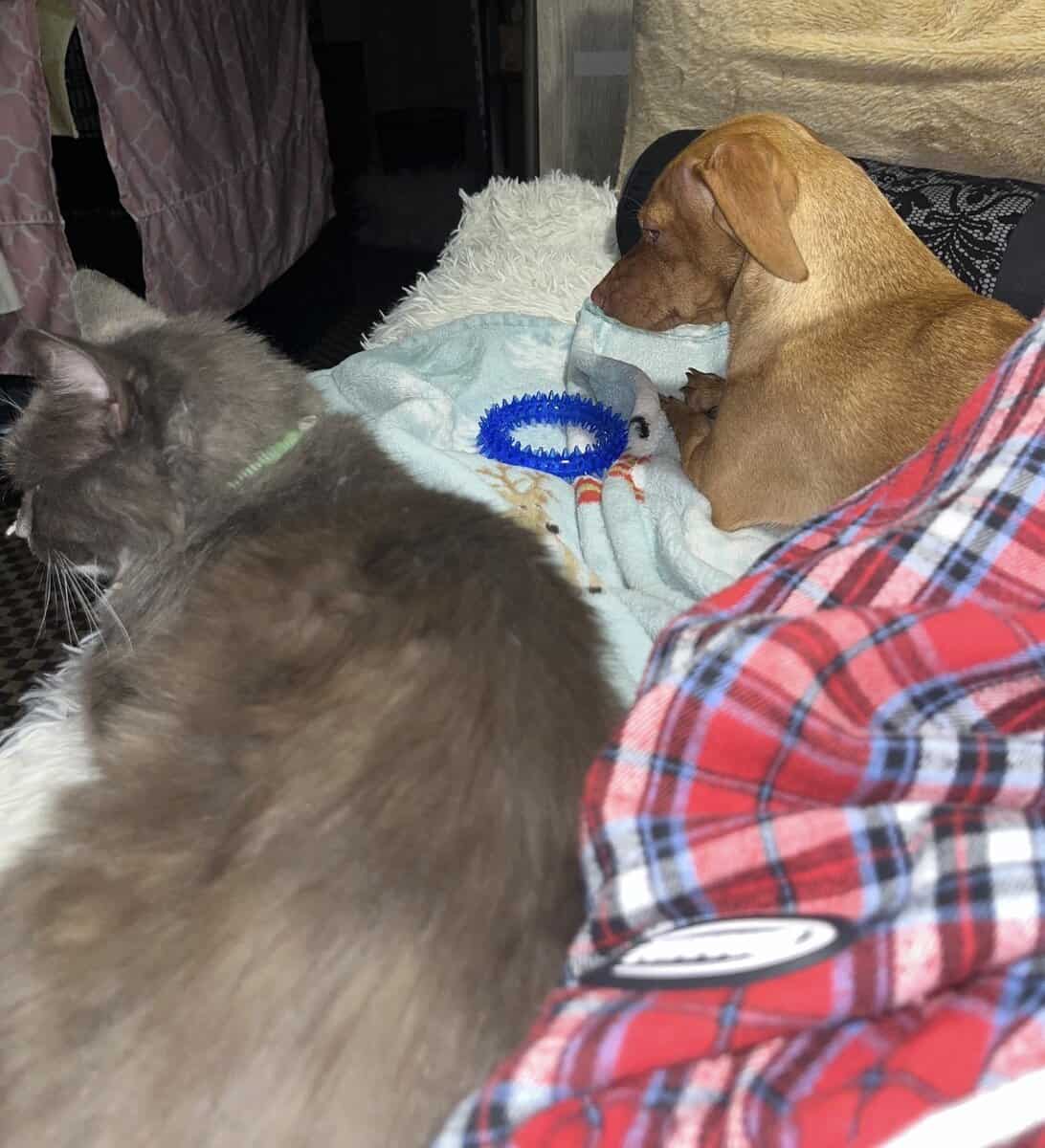 Senior Cat Needing Home image 3