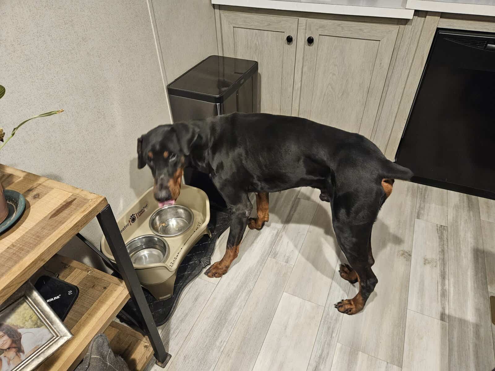 Crate-Trained 2½-Year-Old Male Doberman,Intact image 3