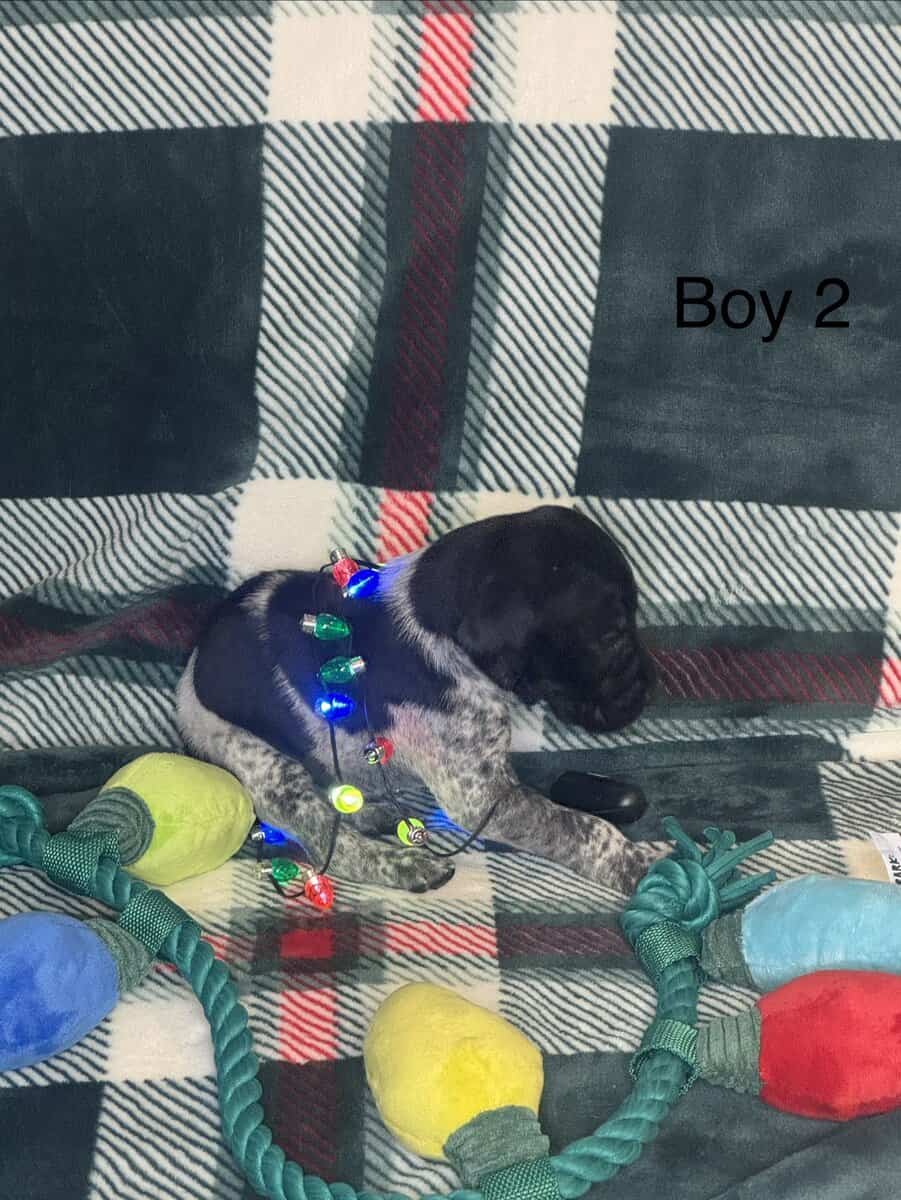 German Shorthair Pointer Puppies image 8