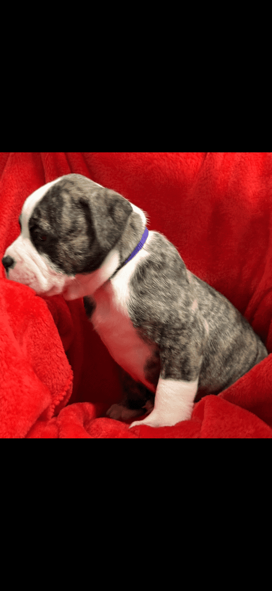 Pups for sale image 6