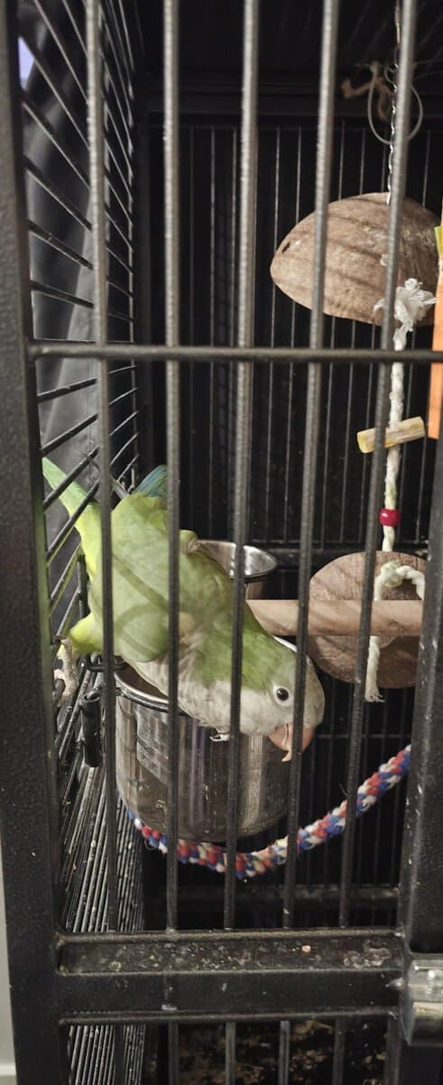 Green quaqer parrot image 1