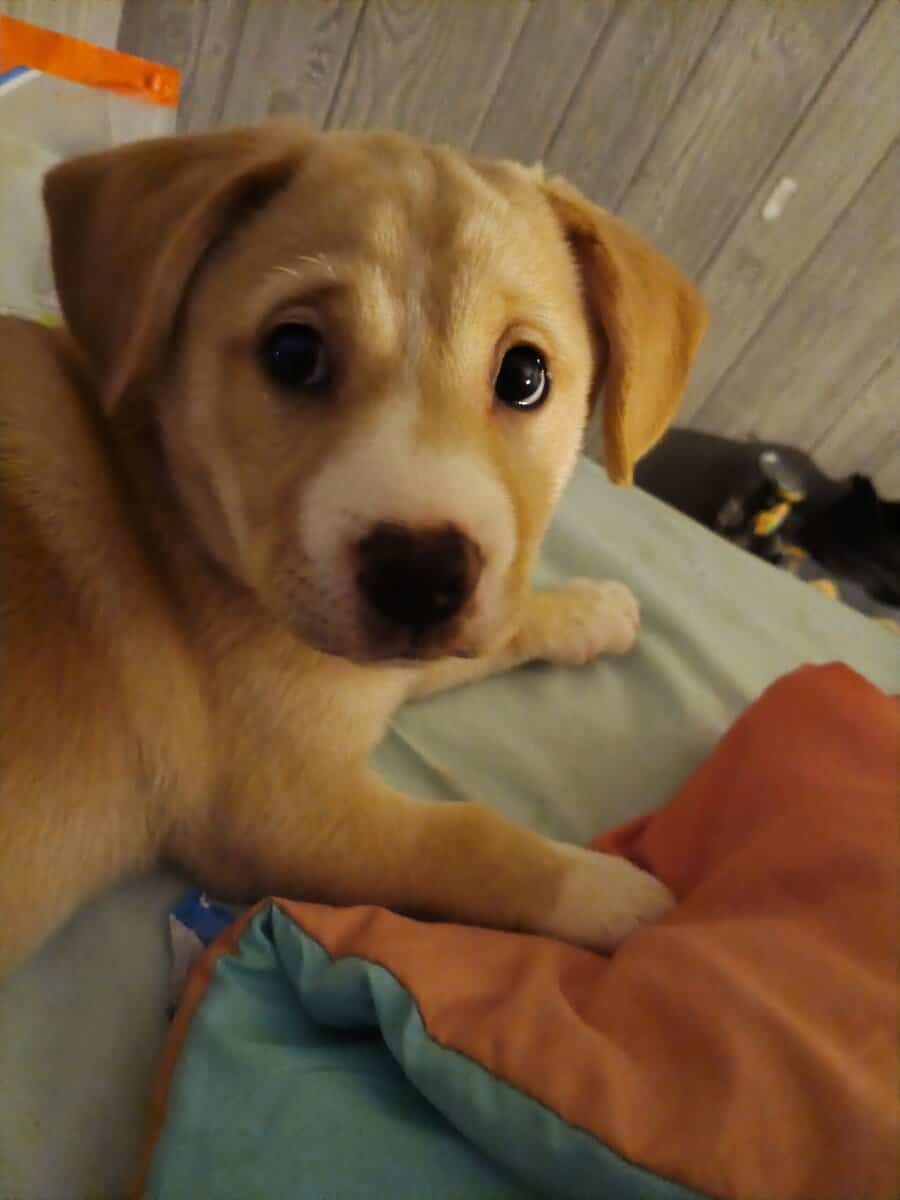 9 week old puppy for rehoming image 2