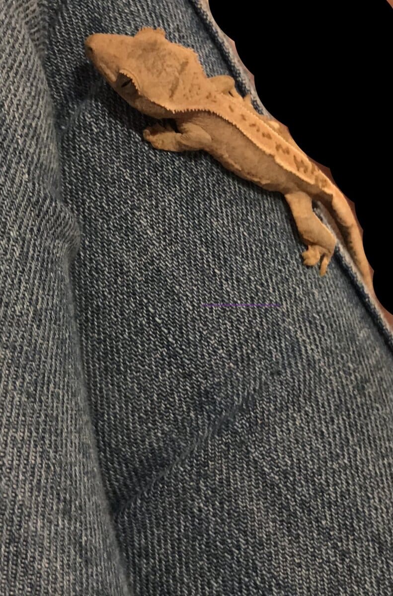 Crested Gecko + Terrarium and Supplies image 7