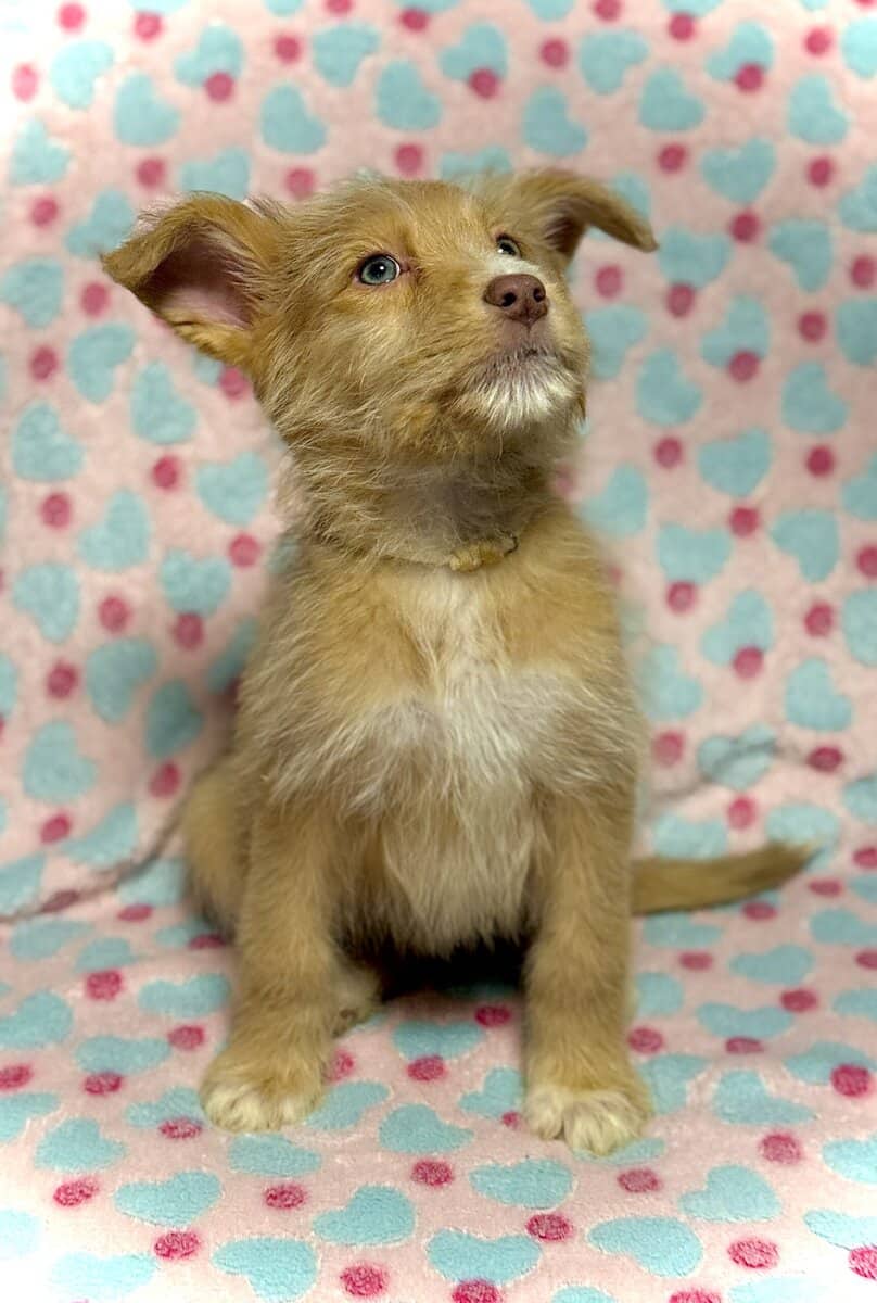 Beautiful Blue-Eyed & Merle Puppies image 14