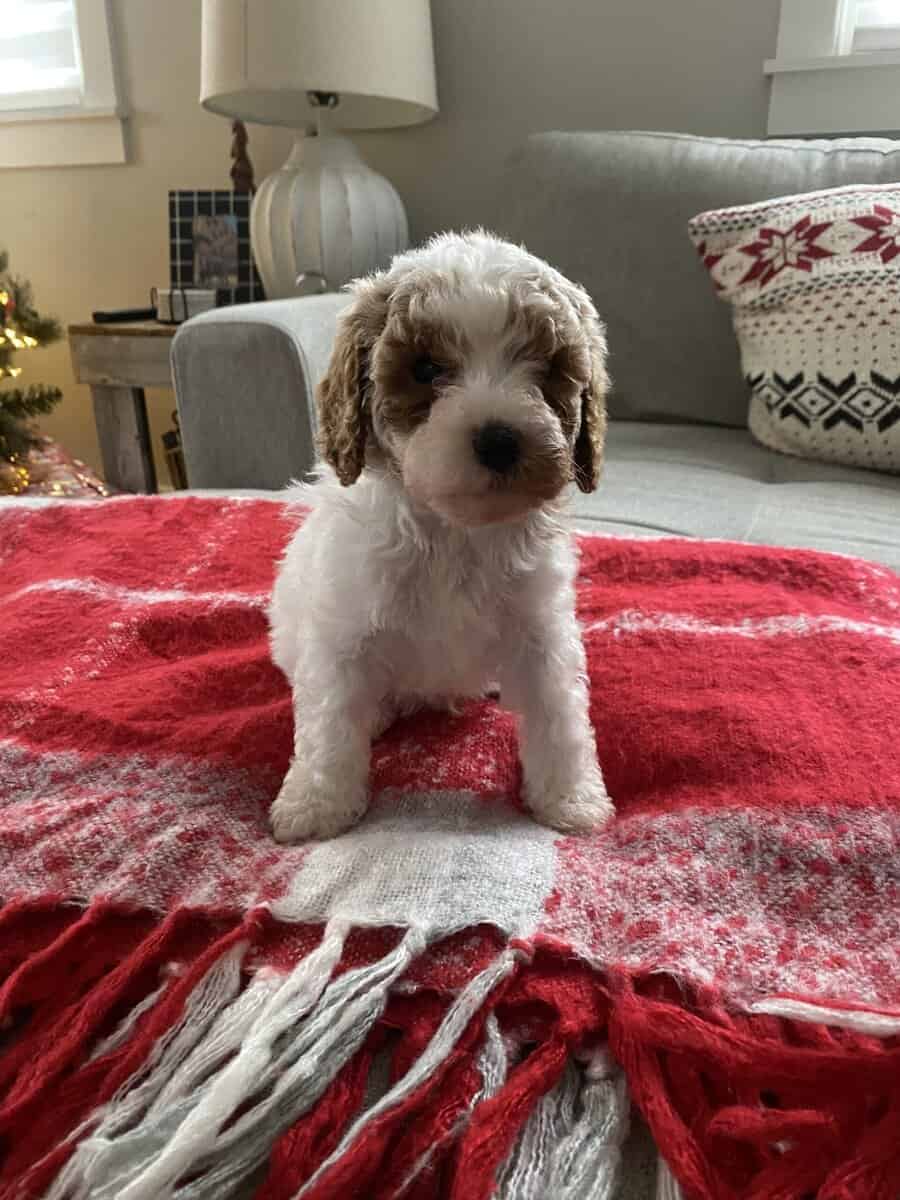 Cavapoo for sale image 1