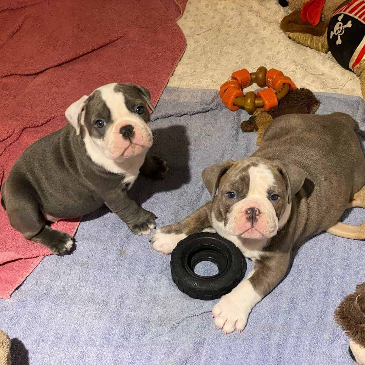 Old English Bulldog image 4