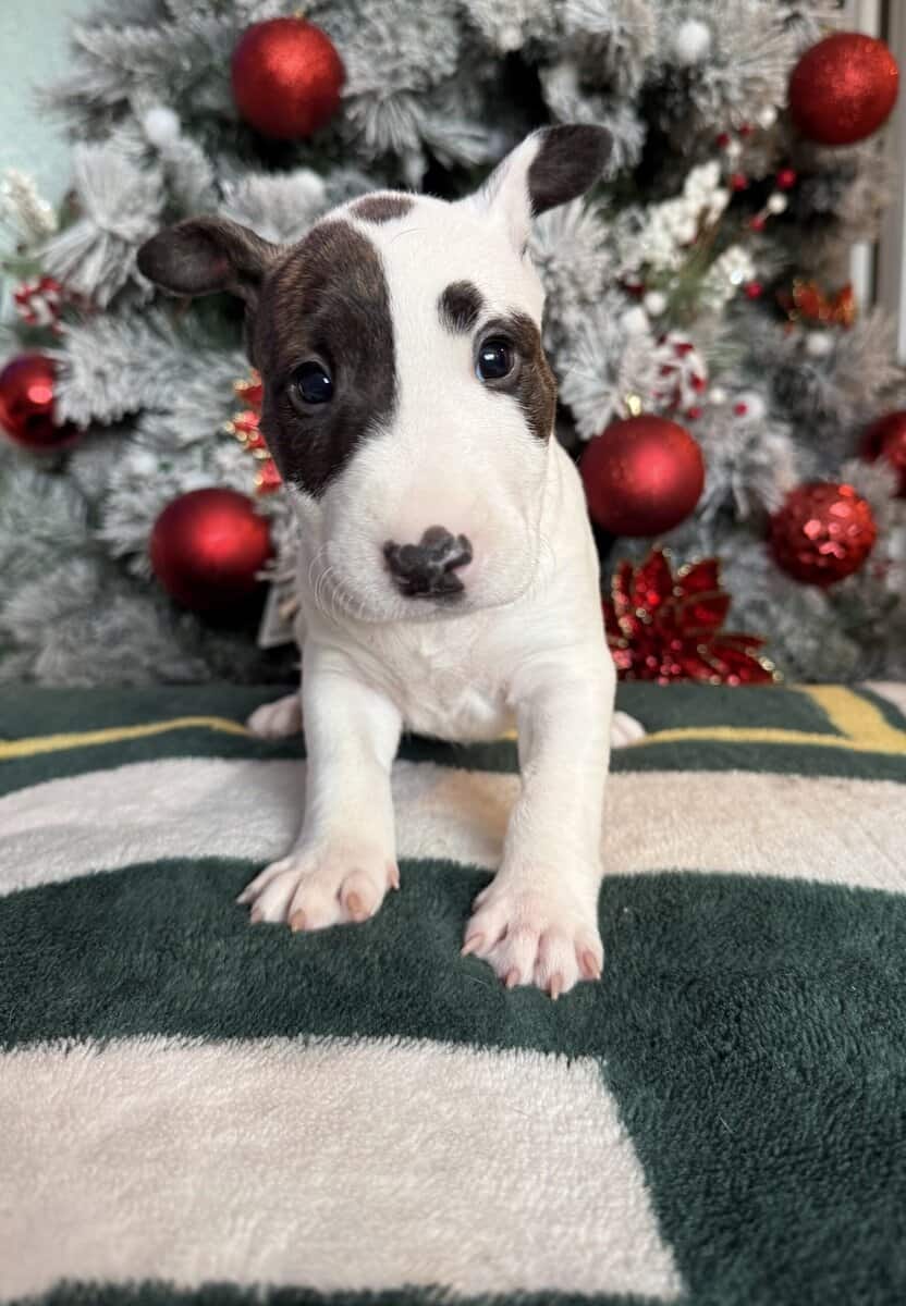 AKC Bull Terrier Puppies image 5
