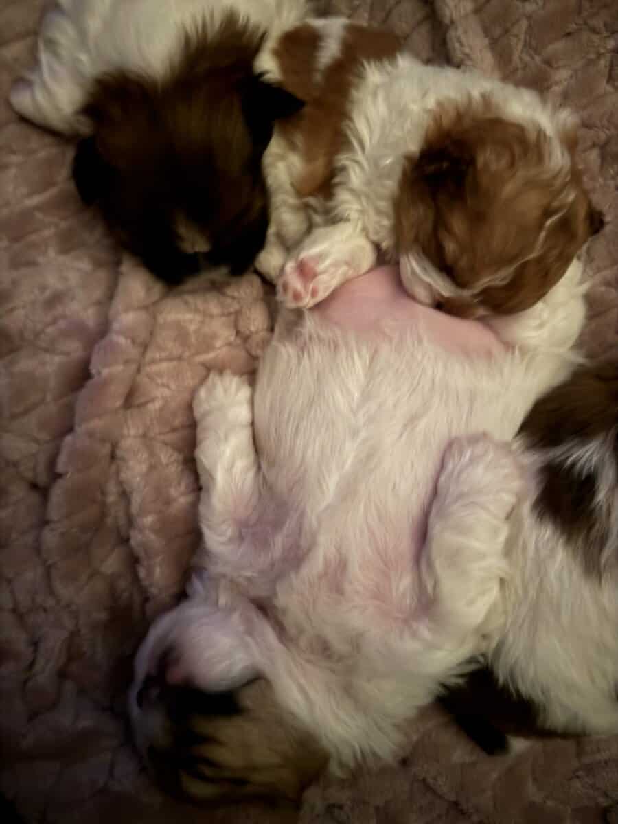 Shih Tzu pups image 2