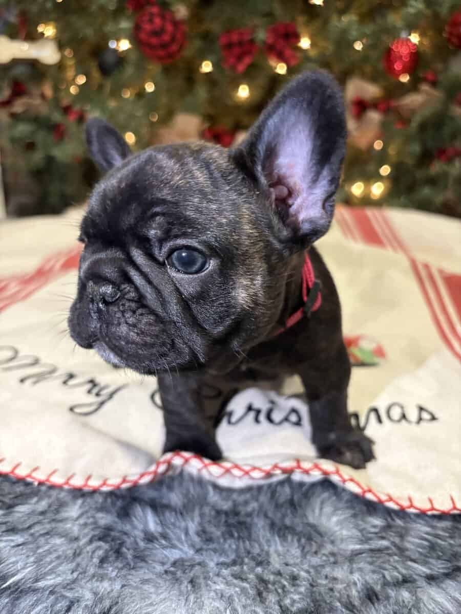 French bulldog puppies 2 female 1 male brindle image 3