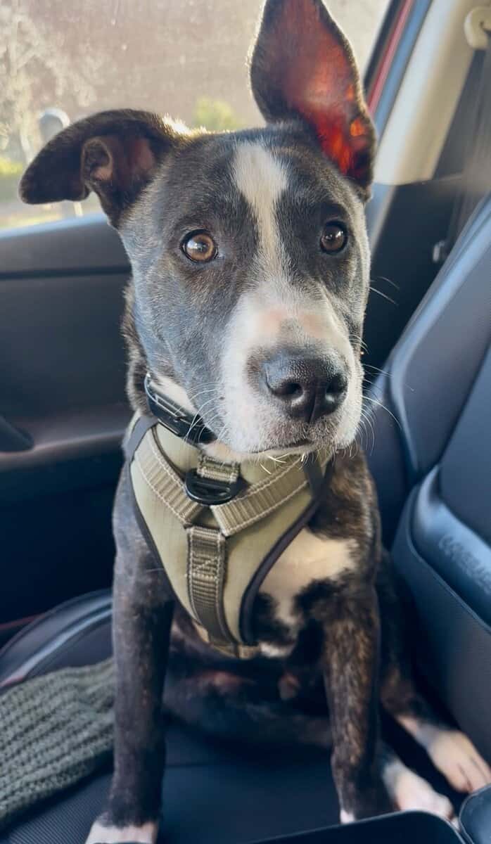 🎙️ Meet Draco — a 6-month-old brindle Pitbull-Box image 6