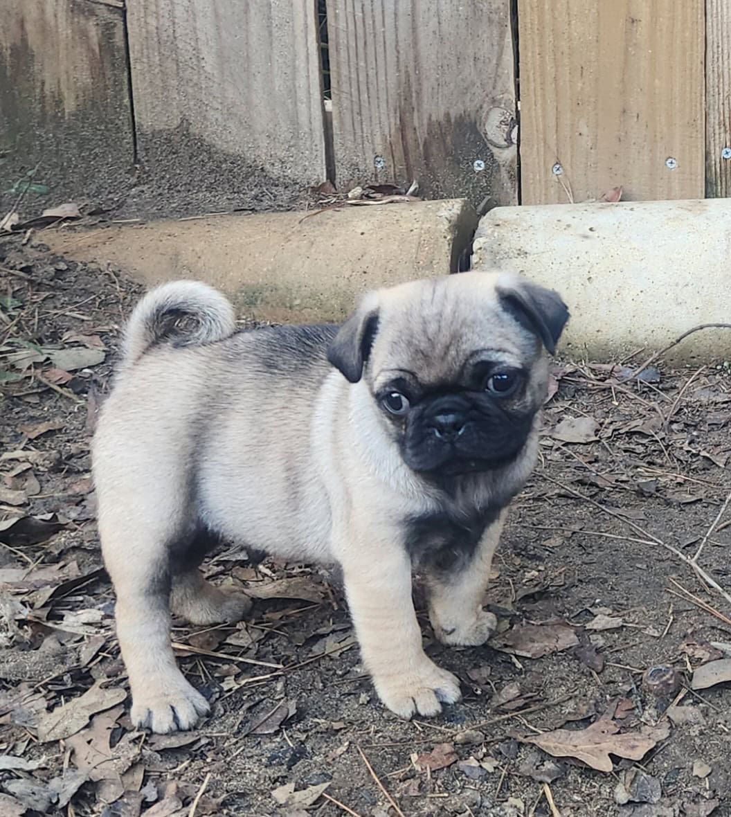 Pug puppy image 1