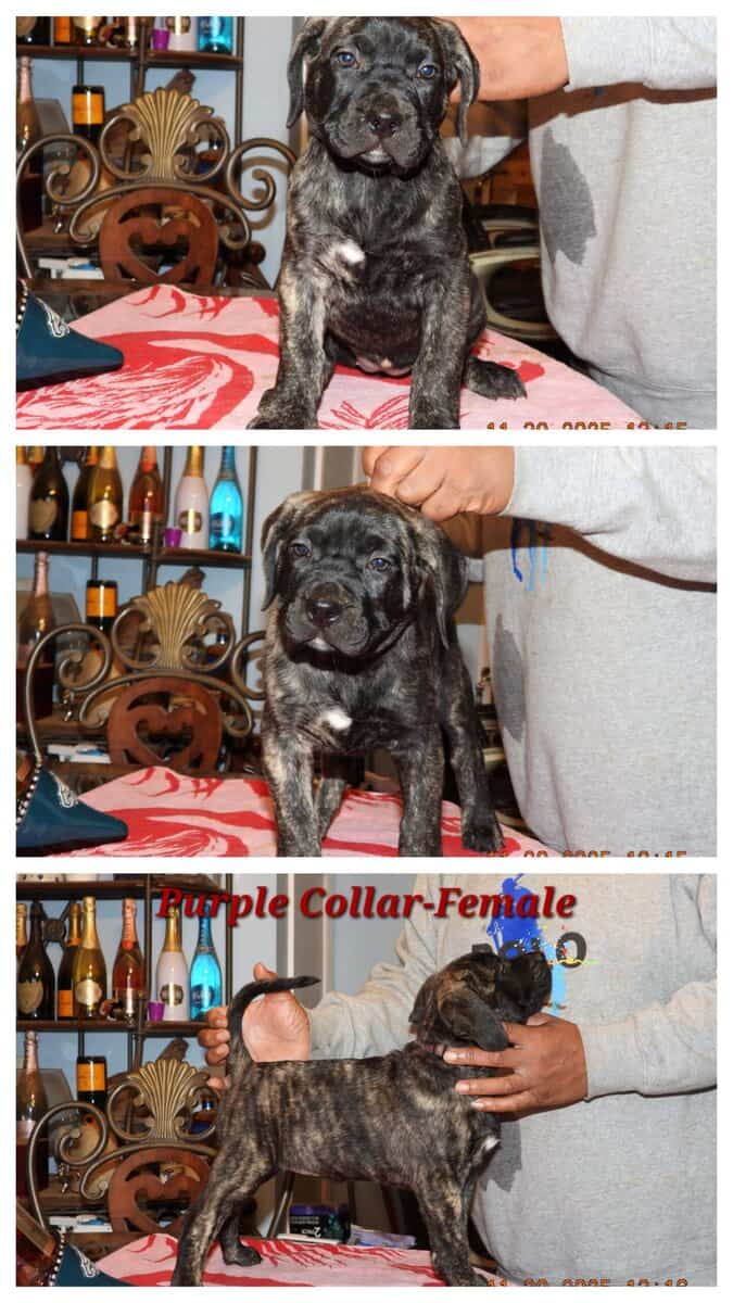5 Presa Canario Puppies image 3