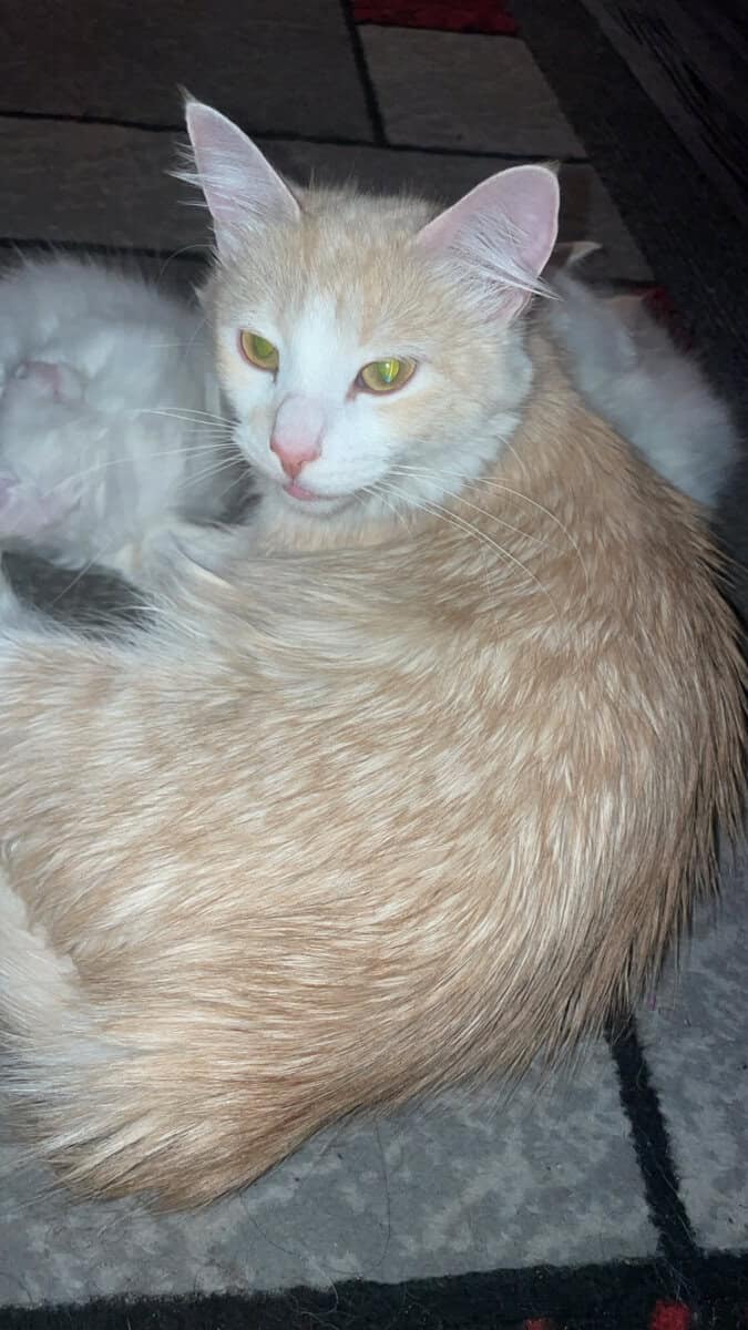 Soft, Sweet and Ready For Love-Adopt Me! image 2
