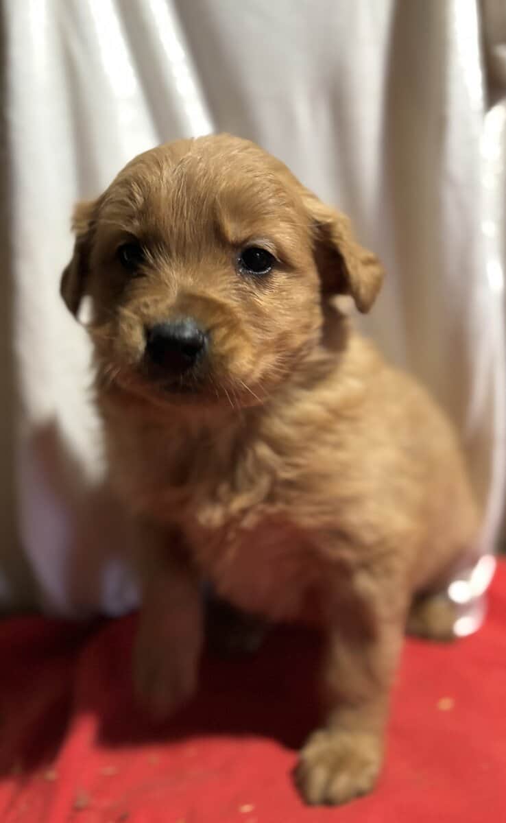 Golden Retriever/Doodle Puppies image 6